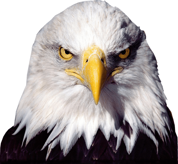 Bald Eagle Transparent Image Bird Graphic Svg Royalty - Bald Eagle Transparent Background (624x576), Png Download
