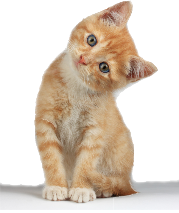 Kitten Png Images Free Download Pngmart Com - Kitten Png (600x800), Png Download