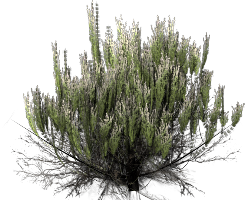 Download Desert Bush Png Desert Bush Transparent Background PNG Image