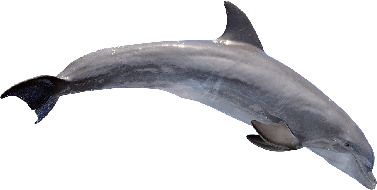 Dolphin Png (1381x729), Png Download