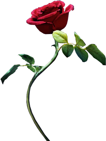 Beauty And The Beast - Bella And The Beast Stickers (472x474), Png Download