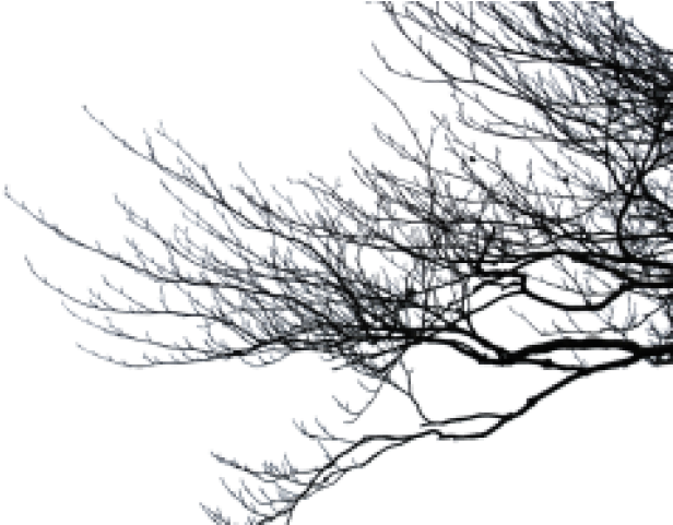 Branch Png Transparent Images - Branches Png (640x480), Png Download