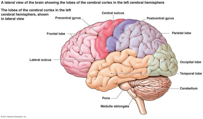 Brain Png Free Download - Nervous System Diagram Brain (700x411), Png Download
