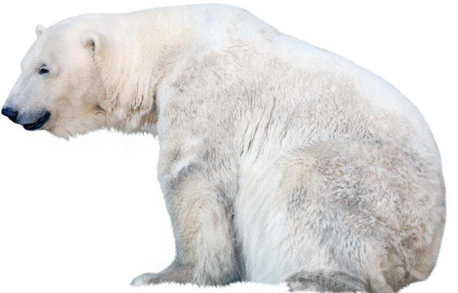 Polar Bear Png Free Download - Polar Bear With Transparent Background (1062x584), Png Download