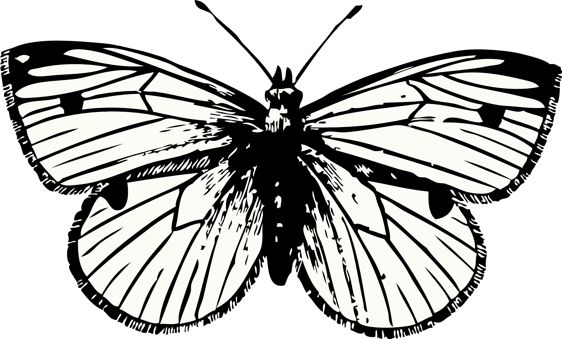 Butterfly Tattoo Png - Pobarvanke Metulji (1969x1187), Png Download