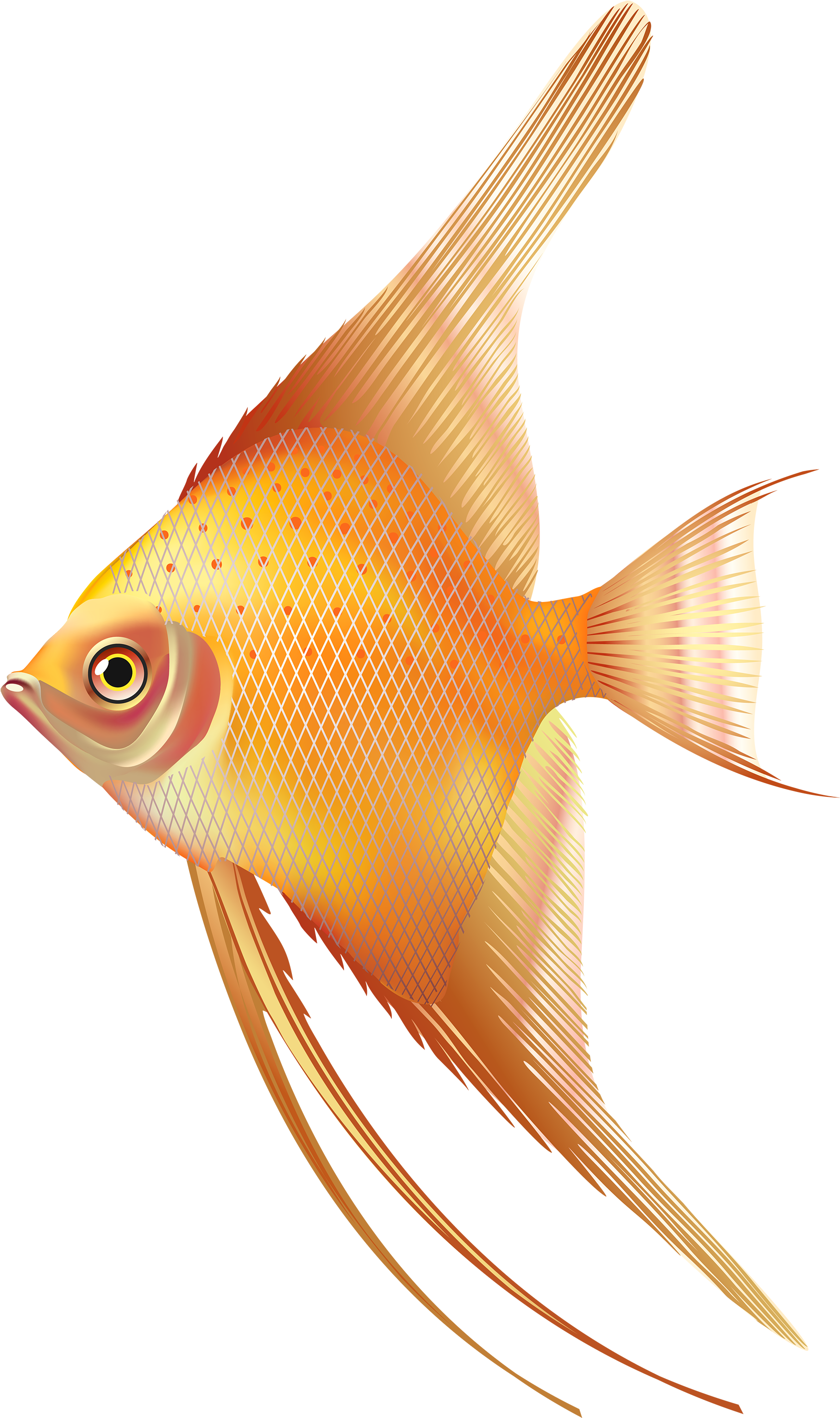 Nice Exotic Fish Png Clipart - Fresh Water Aquarium Fish Png (1827x3000), Png Download