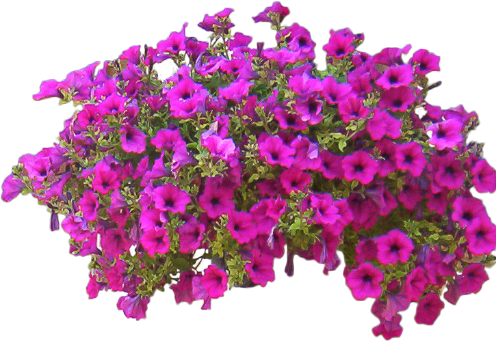 Rose Bush Clipart Entourage - Cut Out Flowers Png (740x522), Png Download