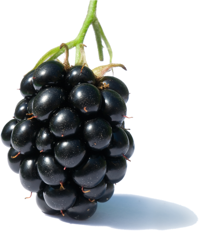 Blackberry Fruit Free Png Image - Diseases Of Raspberries And Blackberries (800x859), Png Download