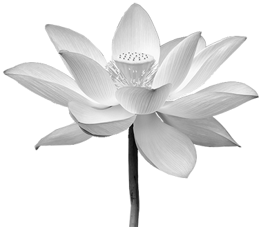 White Lotus Png - Sacred Lotus (400x351), Png Download