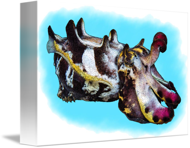 Flamboyant Cuttlefish By Roger Hall Download - Metasepia Pfefferi (650x506), Png Download