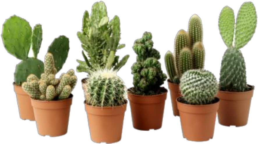 Cactus Plant Png Clipart - Cactus Plant Png (500x500), Png Download