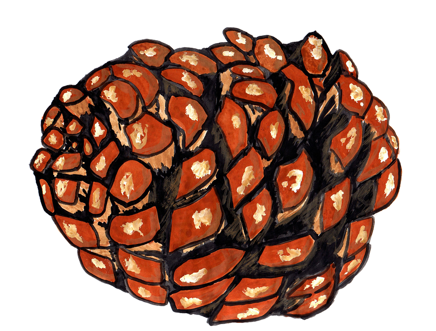 Pine Cones, Pine, Watercolor, Isolated, Handpainted - Drawing (958x720), Png Download