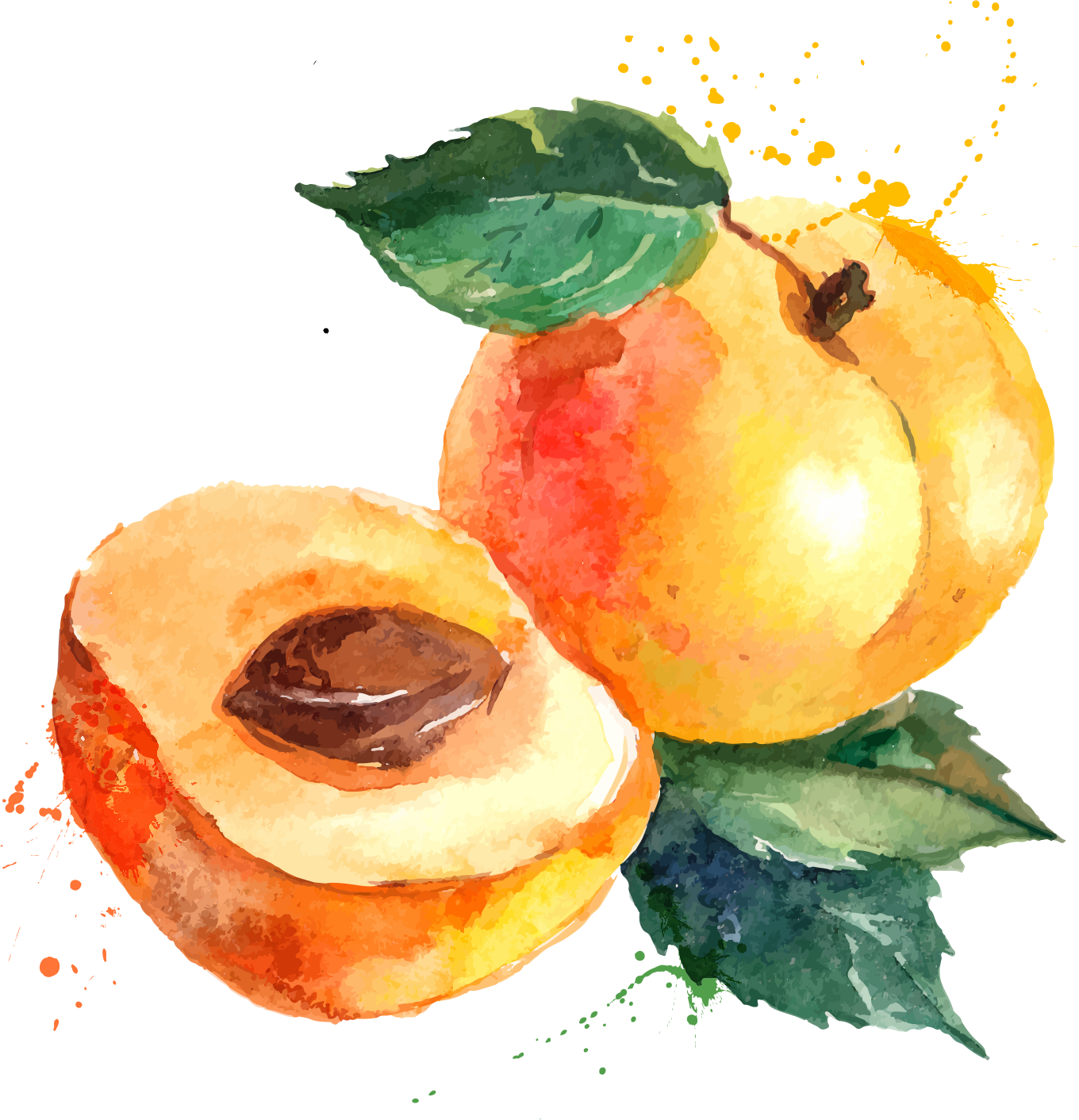 Svg Library Stock Eat Seasonably Eating Food Apricot - Apricot Fruit Wine Bottle Labels (1360x1412), Png Download