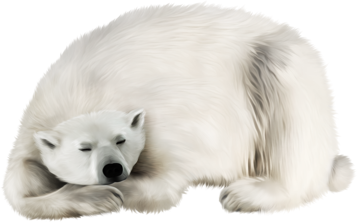 Polar Bear (1316x794), Png Download