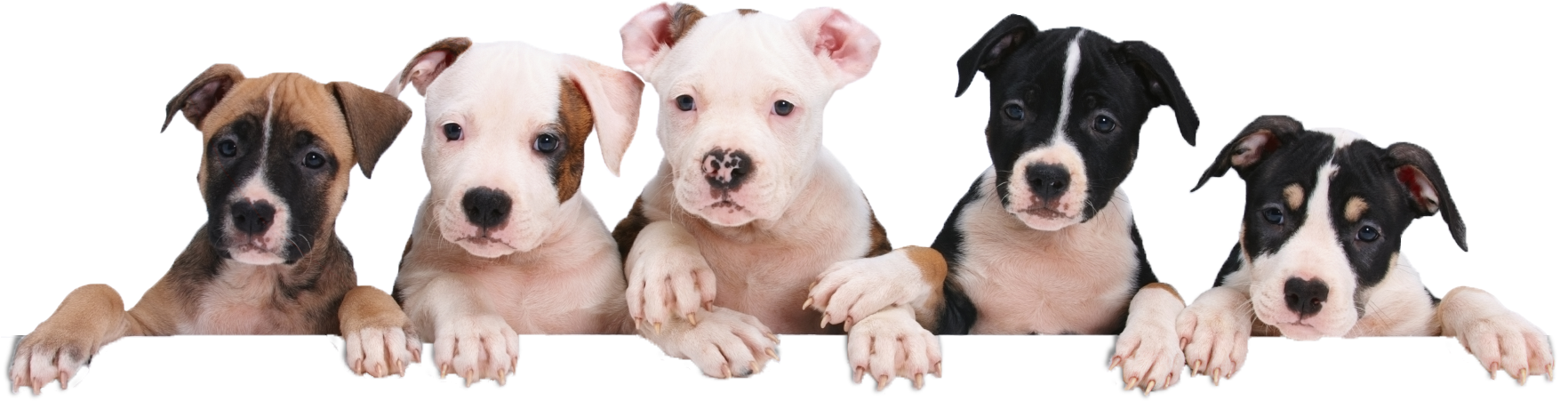 Puppy-hangover - National Puppy Day (1765x475), Png Download