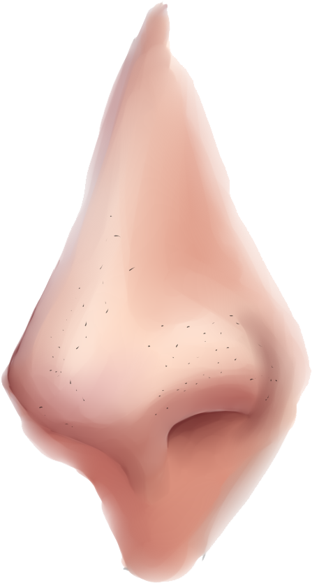 Nose Png Clipart - Nose Png (657x1057), Png Download