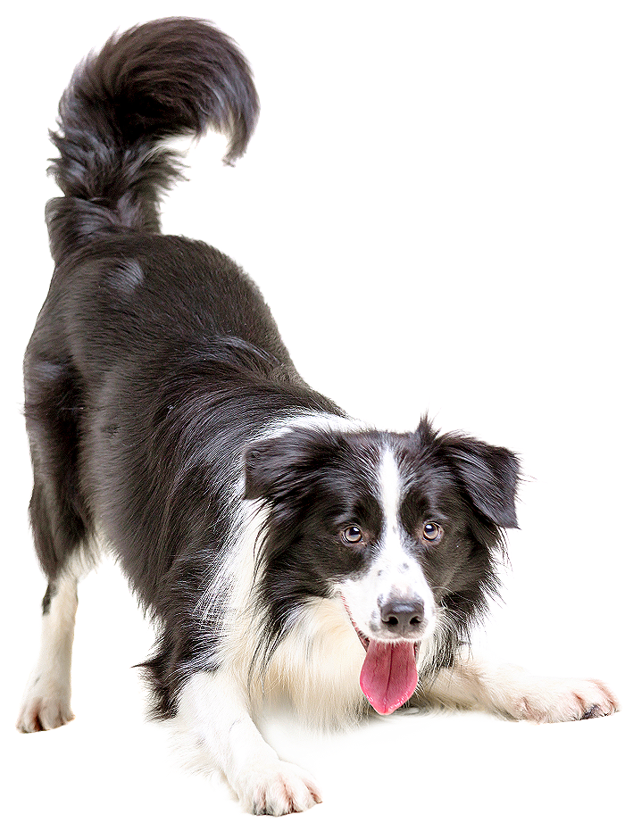 When To Start Vaccinating Your Pet - Border Collie Dog Png (709x931), Png Download