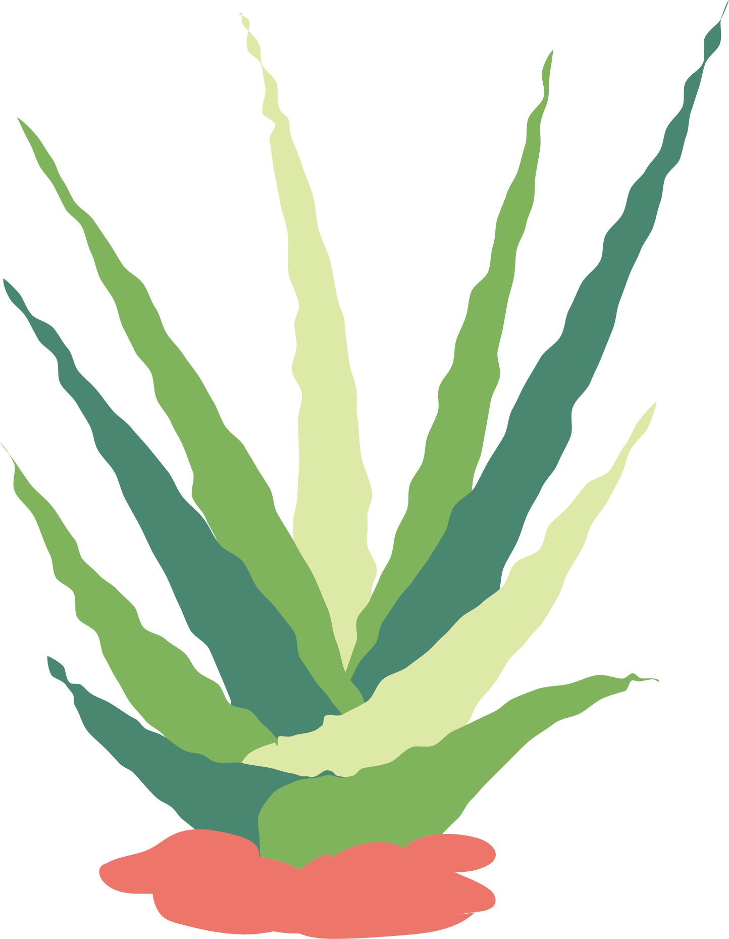 Picture Freeuse Download Cactaceae Succulent Plant - Cactus (1444x1859), Png Download