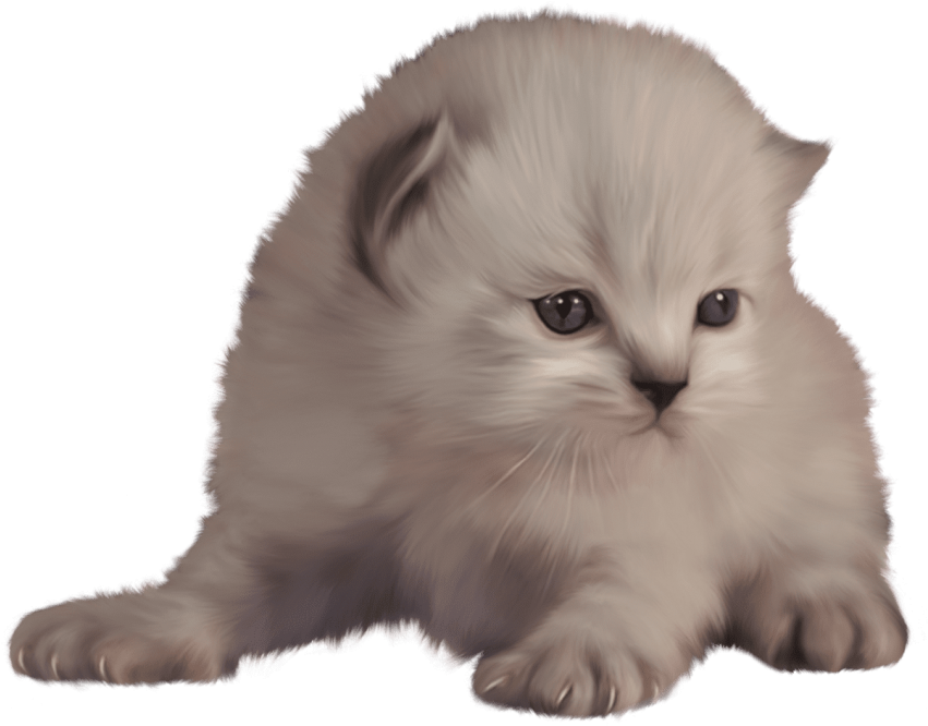 Free Png Kitten Png Images Transparent - Cat (850x692), Png Download