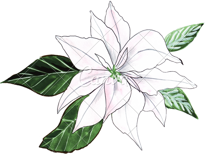 Png Free Download Hand Of Ornament Photos By Canva - Watercolor Painting (800x608), Png Download
