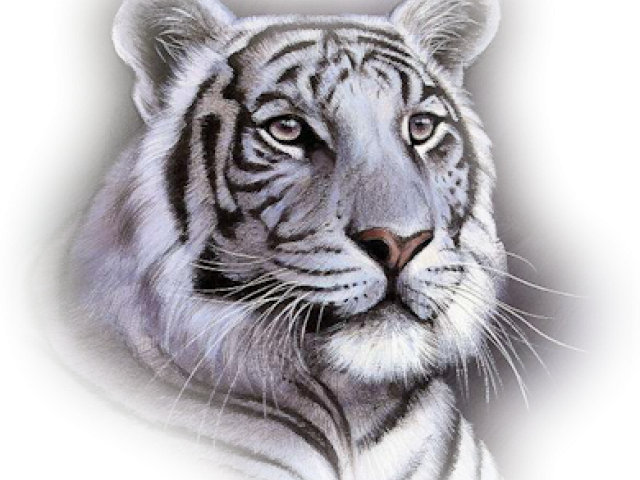 White Tiger Face Throw Blanket (640x480), Png Download