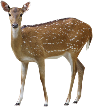 Deer Png Clipart - Deer Png (445x355), Png Download