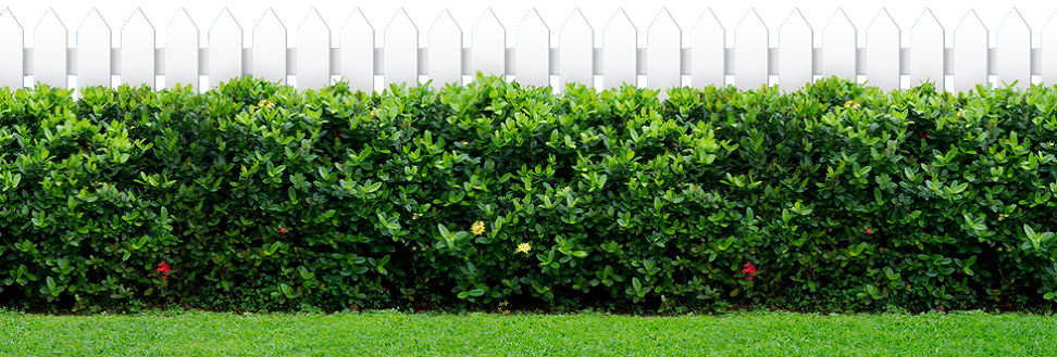 Green Bush In Front Of A Fence - Kennedy Space Center (972x329), Png Download