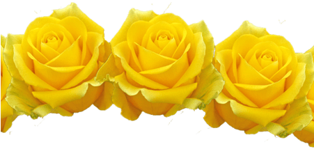 Beautiful Flowers Filter Various Pictures Of The - Transparent Yellow Flowers (450x300), Png Download