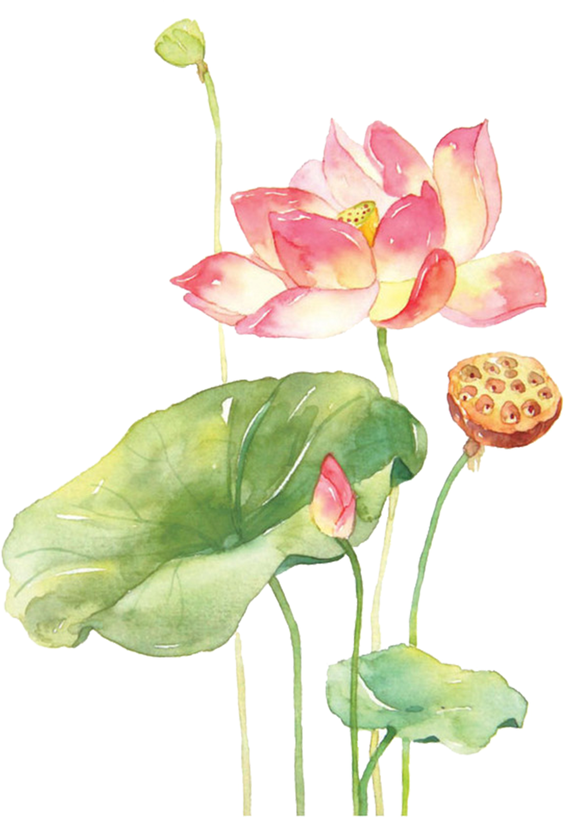 Vẽ Hoa Sen Bằng Màu Nước (2000x2778), Png Download