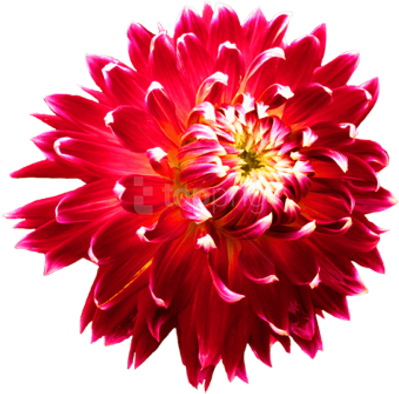 Blue Cornflower Clip Art - Dahlia Png (354x343), Png Download