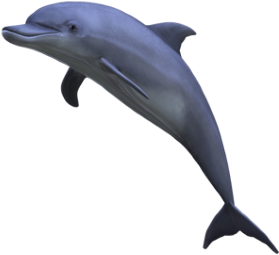 Free Images Toppng Transparent Banner - Dolphins Png (480x480), Png Download