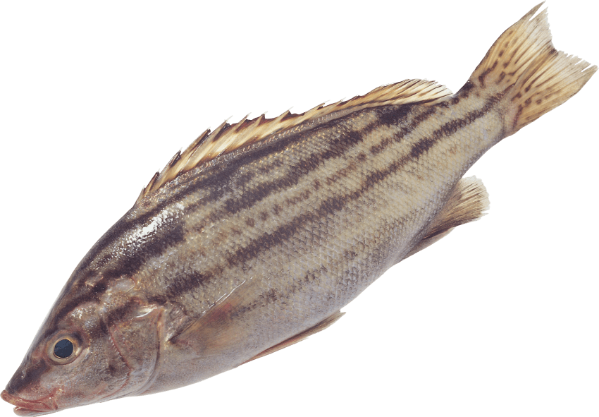 Free Png Fish Png Images Transparent - 常见 食用 海鱼 图片 (850x591), Png Download