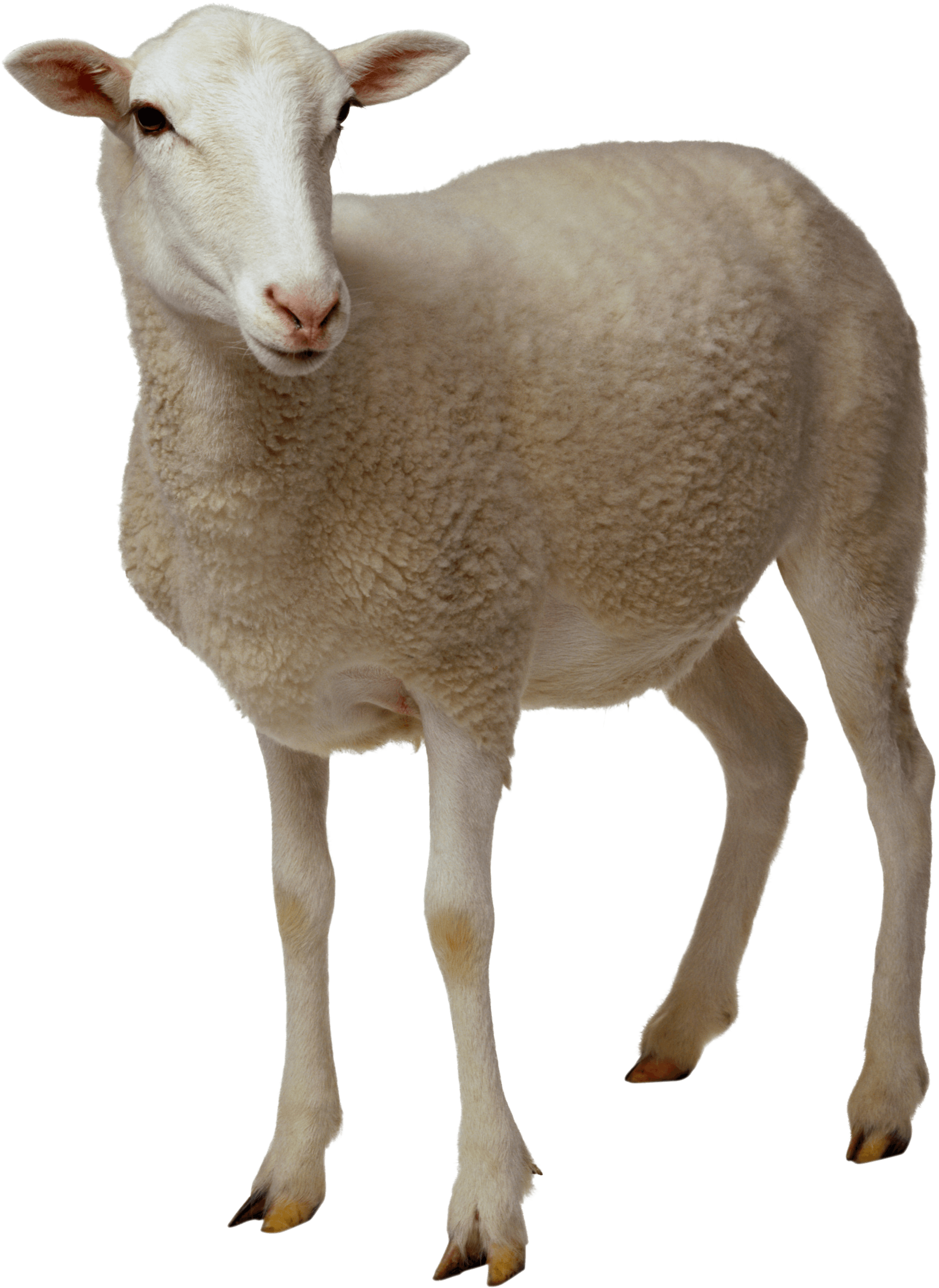 Looking Transparent Stickpng Download Image Transparent - Sheep Png (1999x2741), Png Download