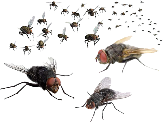 Fly Png Free Download - Flies Png (582x443), Png Download