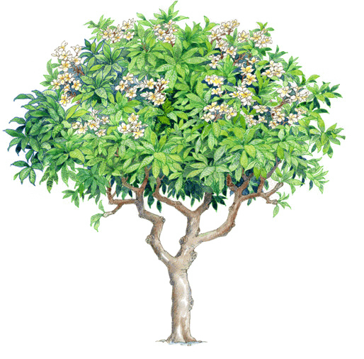 Watercolor Trees - Plumeria Rubra Plumeria Tree Psd (514x506), Png Download