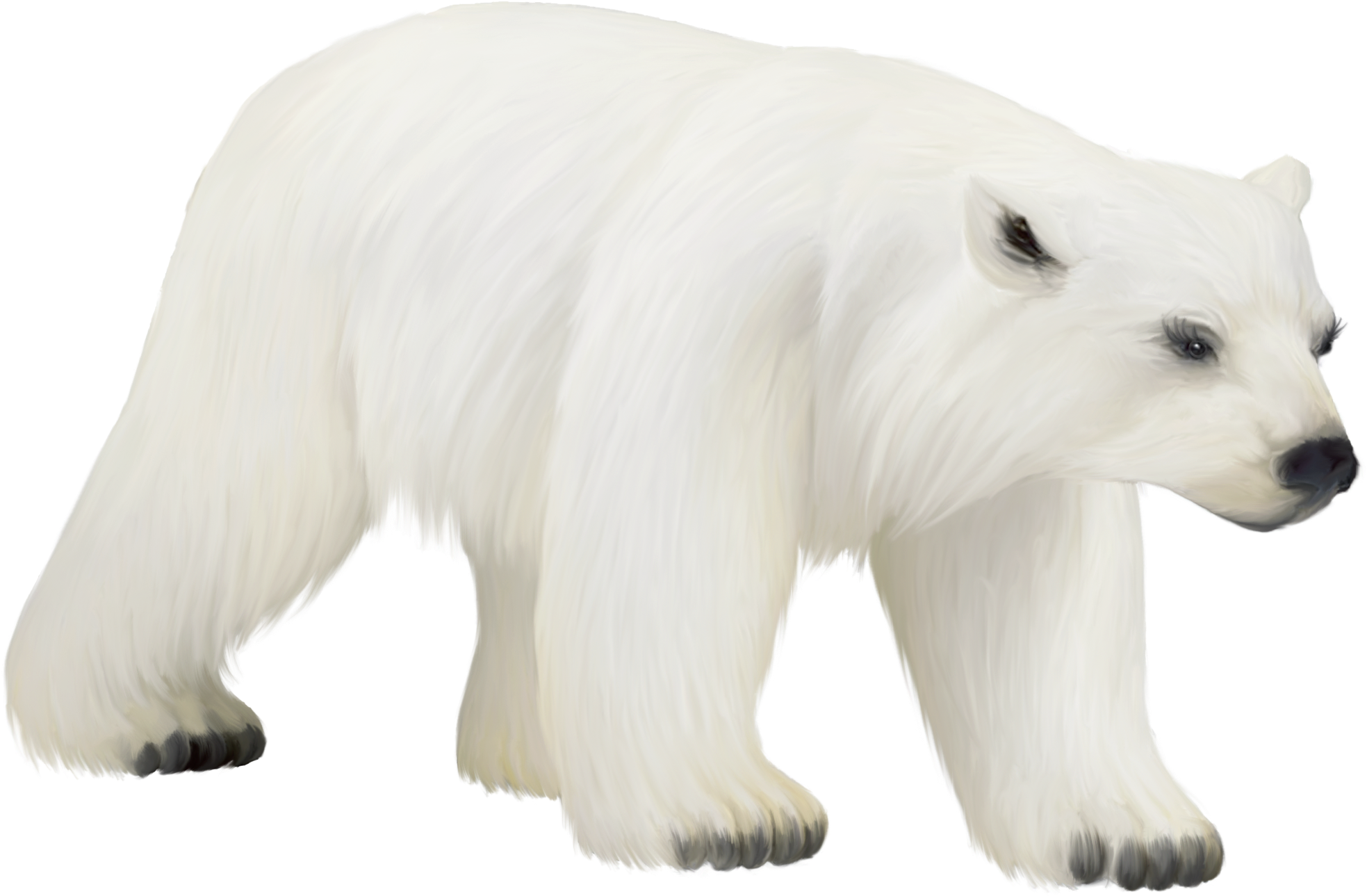 Polar White Bear Png - Polar Bear (2000x1324), Png Download