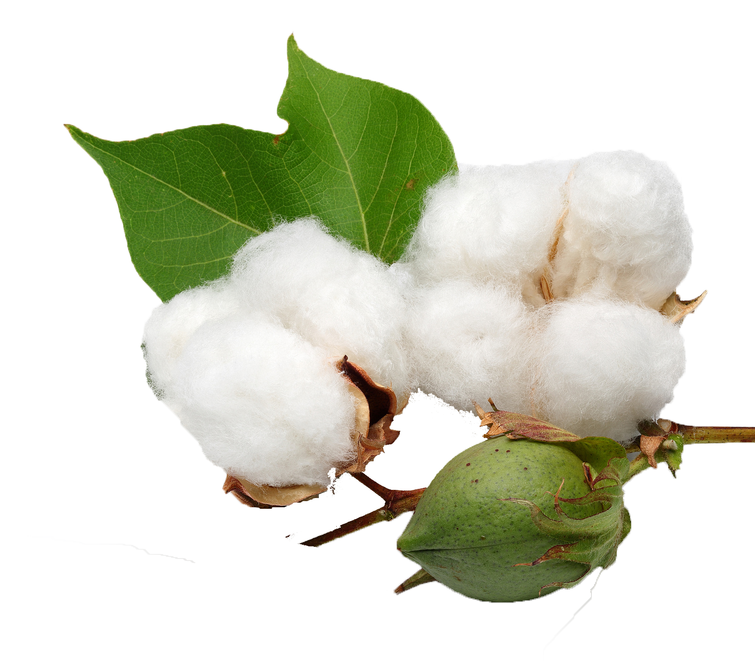 Cotton Seed (1473x1290), Png Download