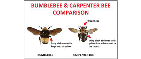 The New Adults Then Leave The Nesting Holes To Feed - Bumblebee (716x200), Png Download