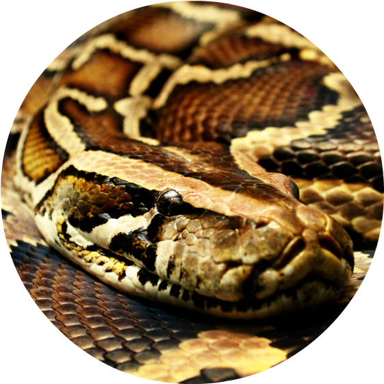 Burmese Python Wallpaper 1 - مار پیتون برمه (604x600), Png Download