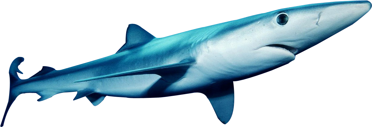 This Png Image - Blue Shark Transparent (1289x859), Png Download