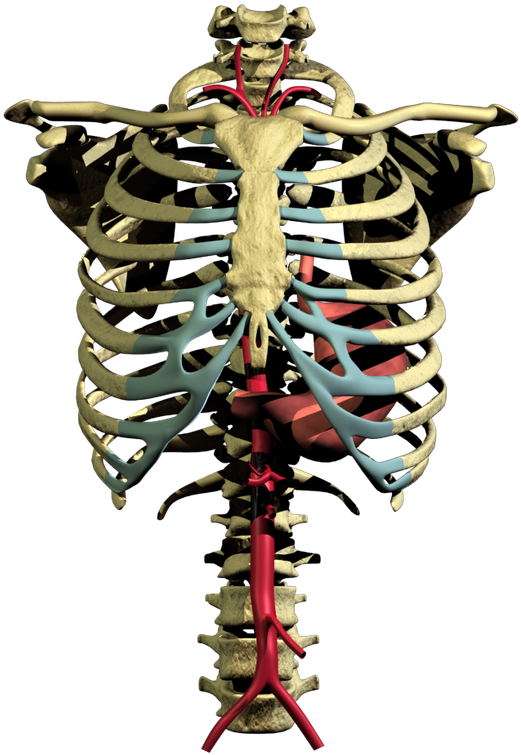 Project Image - Project (654x817), Png Download