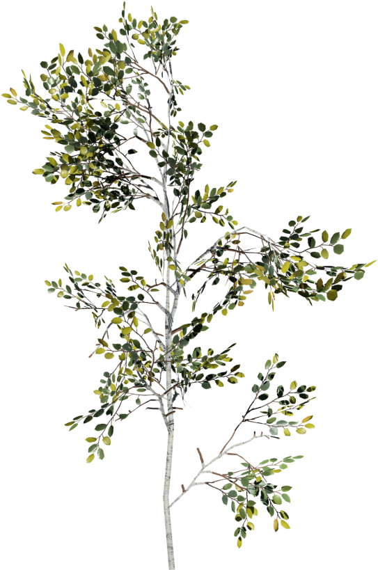 Paper Birch Sapling (1080x1080), Png Download