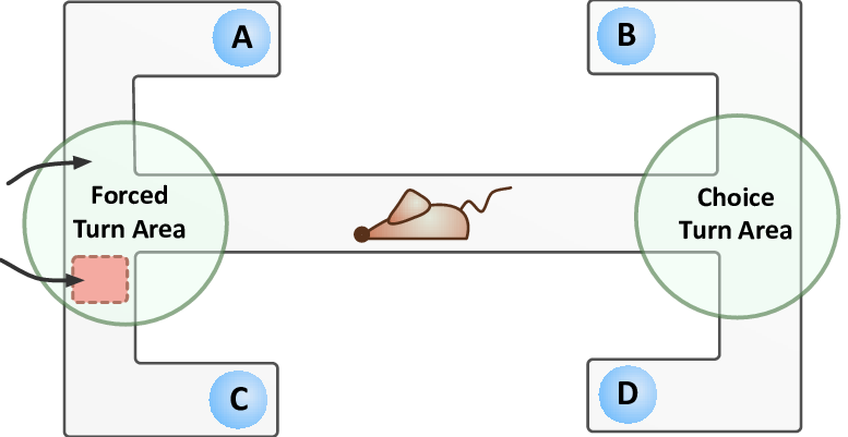 T Maze Design Each Arm Of The Maze Has Been Labelled (777x401), Png Download