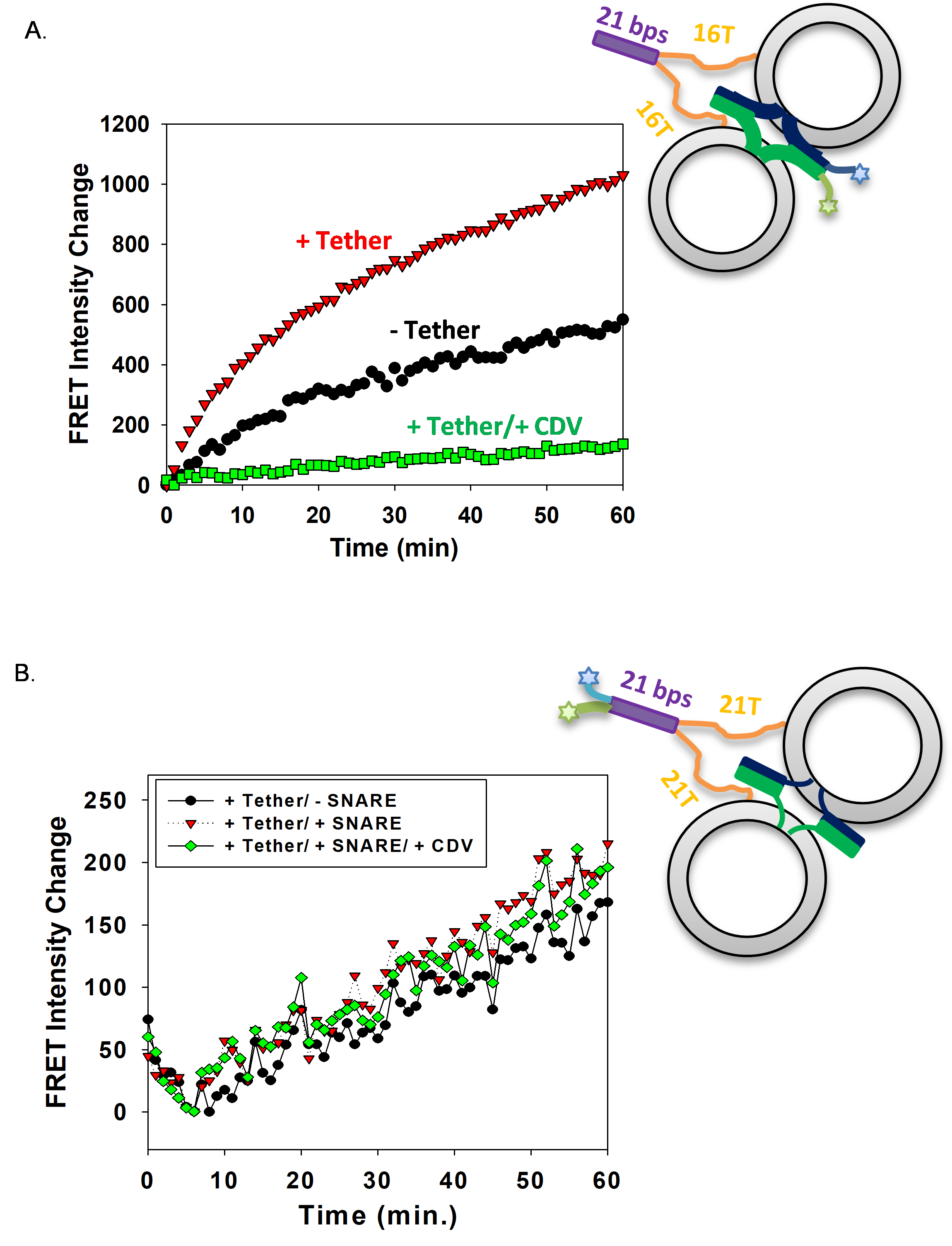 Dna Lipid Tethers (2330x3061), Png Download