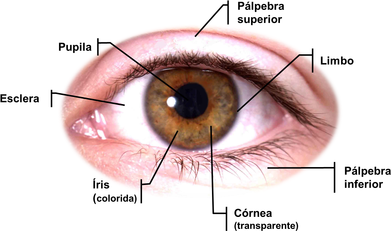 Anatomia Dos Olhos (1388x824), Png Download