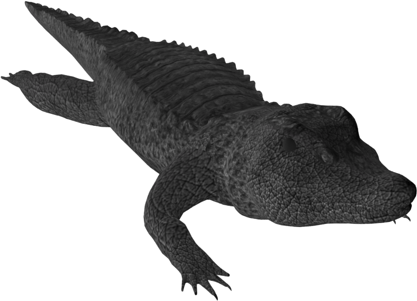 Png Free Download Crocodile Clipart Small Alligator (1000x1000), Png Download
