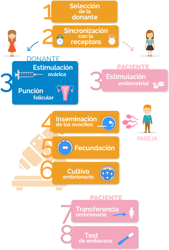 Fases De La Fecundación In Vitro Con Ovodonación Y (600x860), Png Download