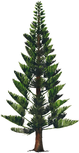 Pino Png (750x502), Png Download