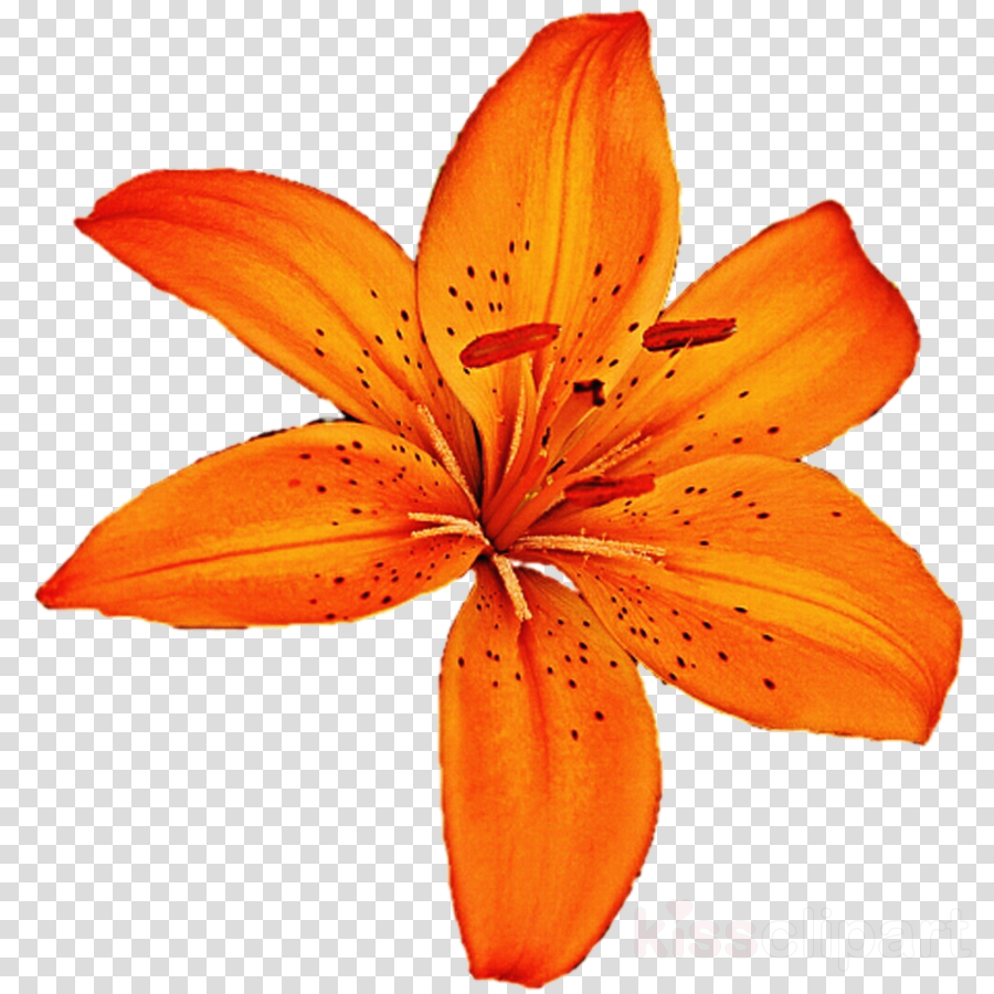 Orange Clipart Orange Lily Redes De Colaboración Clip (900x900), Png Download