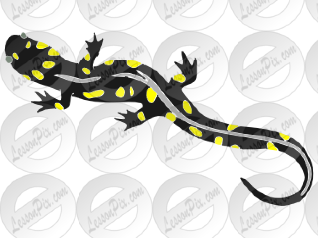 Amphibian Clipart Salamander (640x480), Png Download